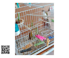 Cedo JAULAS Y CANARIOS 699247969