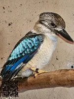 Cucaburra aliazul Dacelo leachii