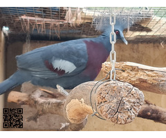 Goura Victoria Crowned pigeon