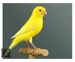 Canarios amarillos genética campeones de España