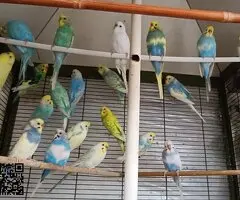 PERIQUITOS AUSTRALIANOS MOÑUDOS