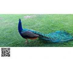 Pavo Real de ala Azul