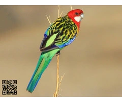 Rosella