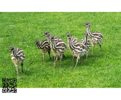 pàrejas emus