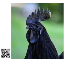 Vendo gallina ayam cemani