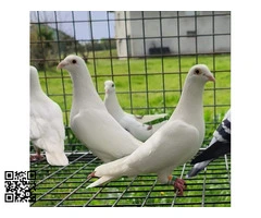 PALOMAS MENSAJERAS