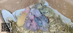 Agapornis roseicolli papilleros dóciles ya destetadas de papilla.