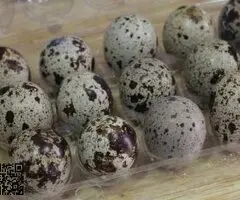 Se ceden Codornices de granja y de tiro de competición