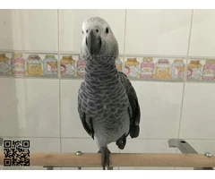 Loros africano gris