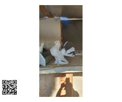 Palomas colipava de india