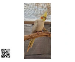 Ninfas reproductoras