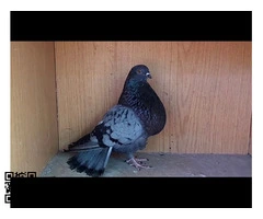 Palomos Buchones Veleños