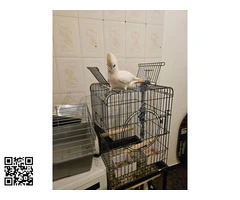 Cacatua Durcorpsii hembra