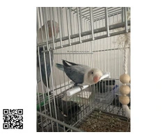 Dos agapornis