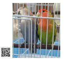 2 parejas de agapornis papilleros