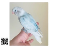 Agapornis