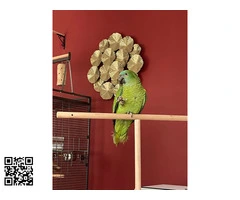 Loro amazonas aestiva