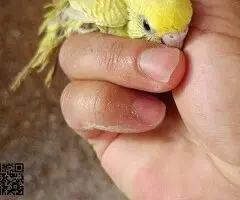 Periquitos australianos - 2