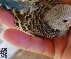 Periquitos australianos - 3