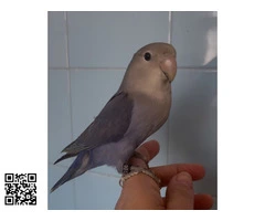 Agapornis roseicollis azul violeta