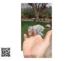 Agapornis personata papilleros 629013674