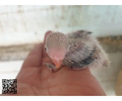 Agapornis fischery
