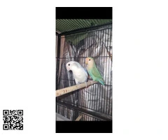 Pareja de agapornis