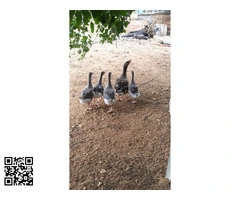 Vendo gansa adulta con sus 4 polluelos por 150 euros o cambió por 6 Pavas jóvenes