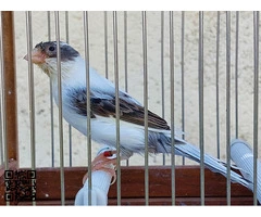 Canarias timbradas