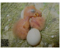 Agapornis papilleros