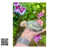 Ninfa macho perlado