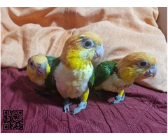 Loros caiques cabeza naranja papilleros