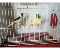 Canarias timbradas