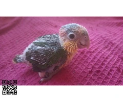 Caique cabeza naranja papillera