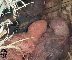 cesión agapornis fischer papilleros - 2