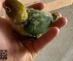 cesión agapornis fischer papilleros - 3