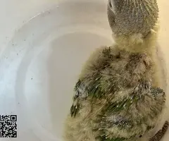 cesión agapornis fischer papilleros - 4