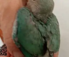 Agapornis fisher rosicollis