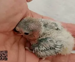 Agapornis fisher rosicollis - 2