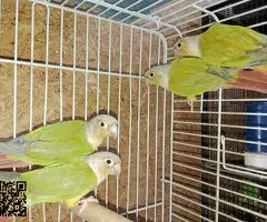 Phirulas  valencia