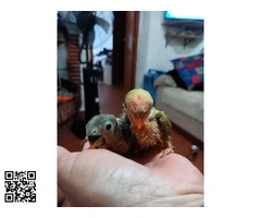 Agapornis papillero y jovenes