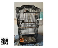 Pareja de agapornis