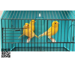 Canarios de color