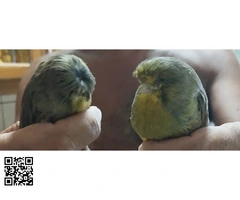 Pareja gloster