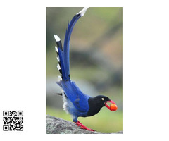 Urraca piquirroja Urocissa erythroryncha