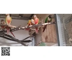 Disponibles ninfas rosellas y pirruras