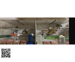 vendo lote de canarios Gloster o Cambio