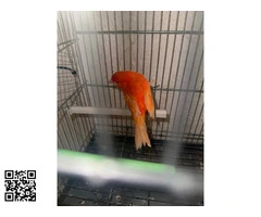 Vendo canario