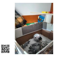vendo loro gris papillero nacido 2025