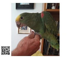 vendo amazona cabeza amarilla nacido 2025 (papillero)
